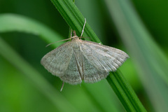 Psammotis pulveralis