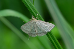 Psammotis pulveralis