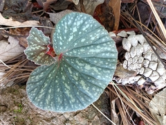 Begonia tapatia