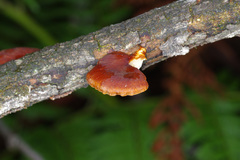 Polyporus hypomelanus image