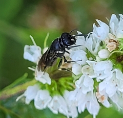 Hylaeus communis