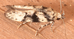 Coleotechnites atrupictella