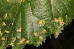 Physemocecis hartigi