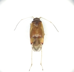 Pinalitus rubricatus