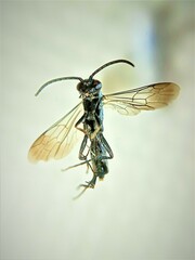 Agenioideus