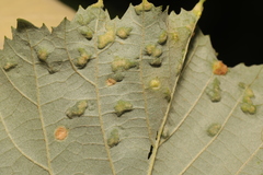 Physemocecis hartigi