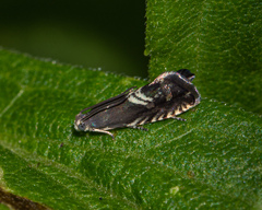 Grapholita interstinctana
