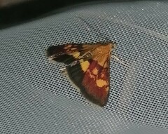 Pyrausta falcatalis