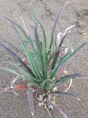 Erysimum capitatum angustatum