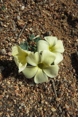 Oxalis pulchella