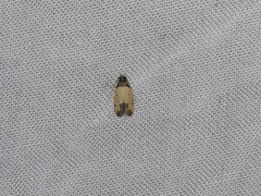 Tyrolimnas anthraconesa