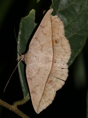 Ugia insuspecta