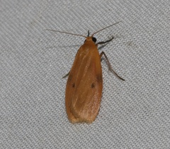Paralithosia shaowuica