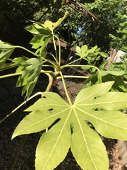 Fatsia