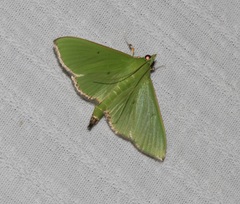 Parotis punctiferalis