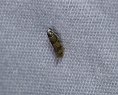 Promalactis lobatifera