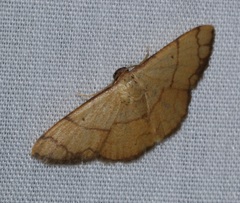 Pylargosceles steganioides