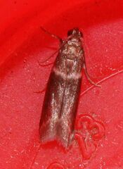 Cryptoblabes bistriga