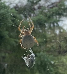 Araneus cavaticus