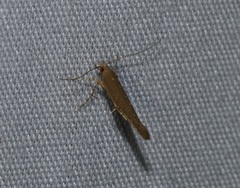 Pyroderces