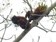 Alouatta seniculus puruensis