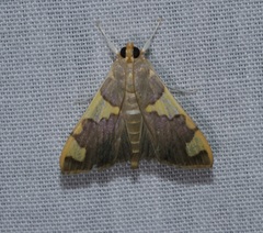 Rehimena phrynealis