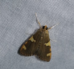 Rehimena phrynealis