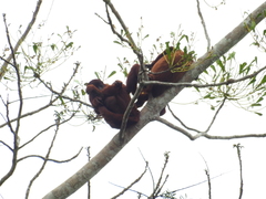 Alouatta seniculus puruensis