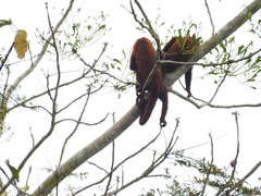 Alouatta seniculus puruensis