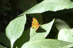 Polygonia c-album