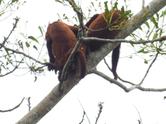 Alouatta seniculus puruensis