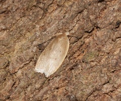 Scythropiodes