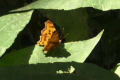 Polygonia c-album