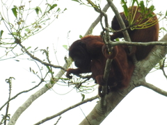Alouatta seniculus puruensis