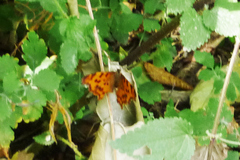 Polygonia c-album