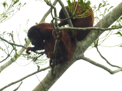 Alouatta seniculus puruensis