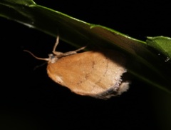 Spatulifimbria castaneiceps