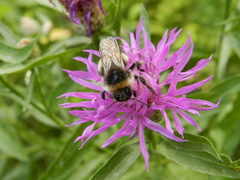 Bombus
