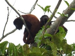 Alouatta seniculus puruensis