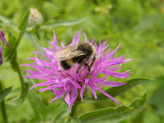 Bombus