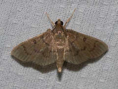 Coptobasis