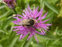 Bombus