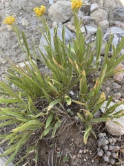 Petradoria pumila
