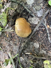 Agaricus julius