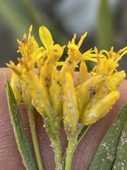 Petradoria pumila