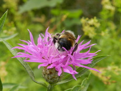 Bombus