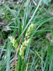 Carex tuckermanii