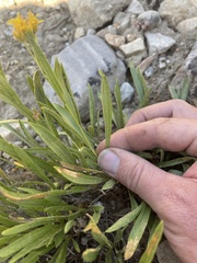Petradoria pumila