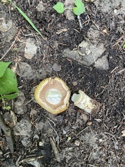 Agaricus julius