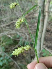 Carex tuckermanii